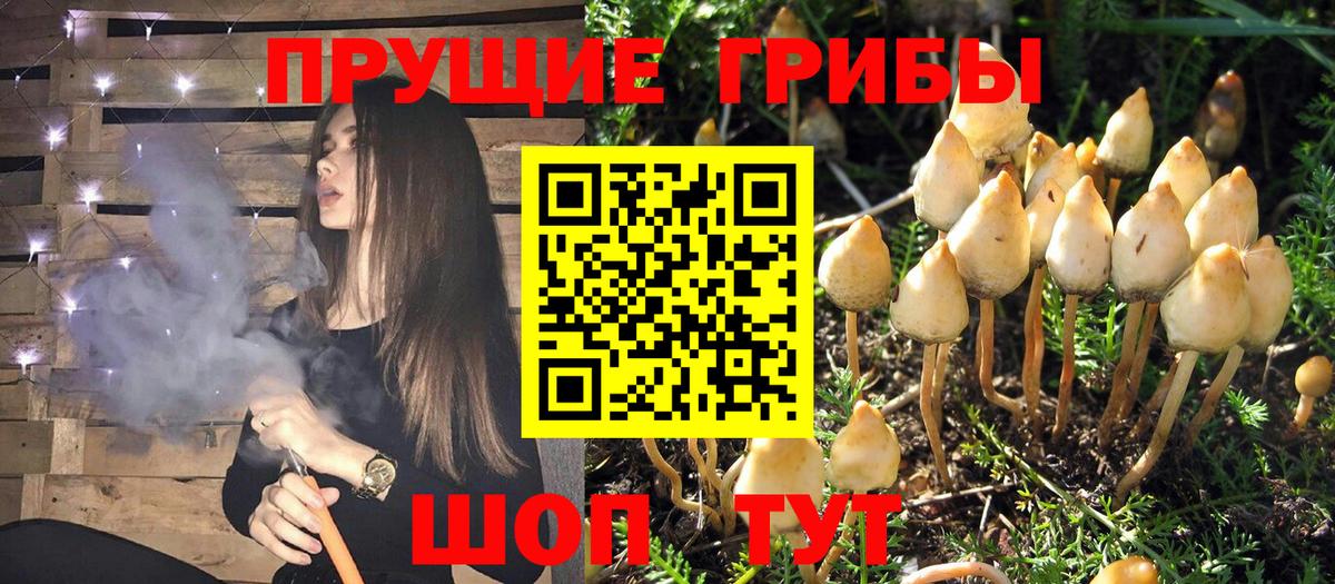 Псилоцибиновые грибы мухоморы Сланцы